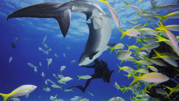 GoPro - HERO11 Black Mini Dive Housing